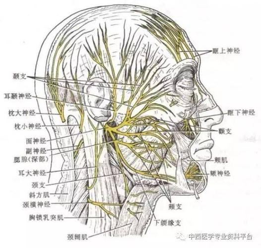 面瘫与面神经分布