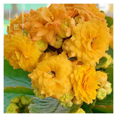 三十四种长寿花,美的让人眼睛都停不下来!