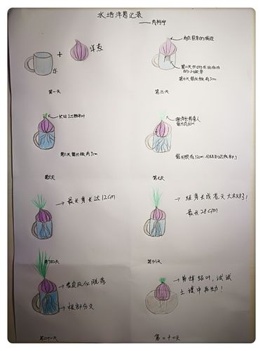 水培洋葱观察记---宁波海曙外国语学校104班 肖柯宇 (指导老师:周老师