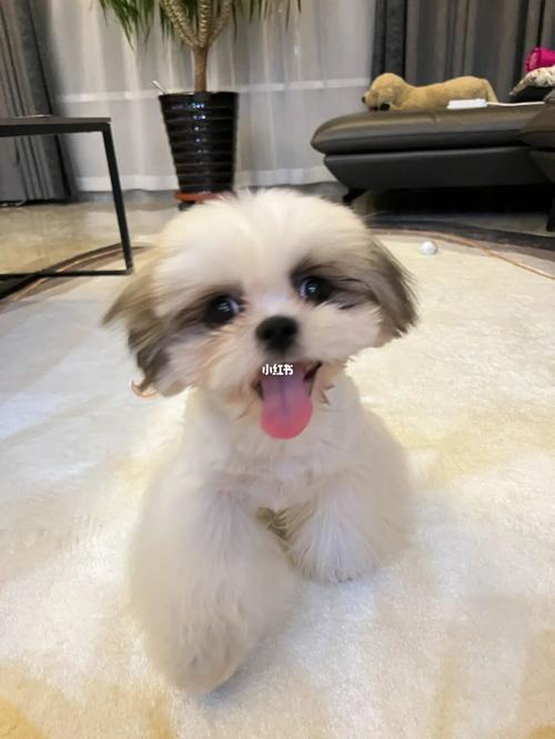脏脏小西施98宾利_宾利怎么样_宠物_狗_晒狗