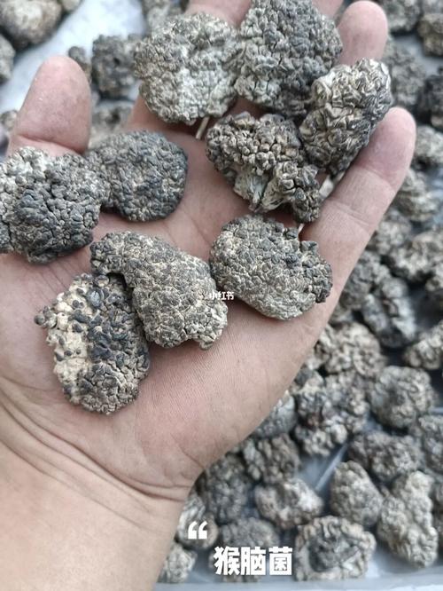 猴脑菌核桃菌玛卡菌玛咖菌松花菌猴脑耳_核桃_玛卡_美食_美食展示