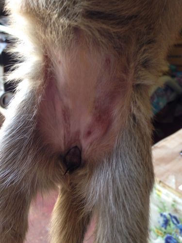 求分辨公母小狗