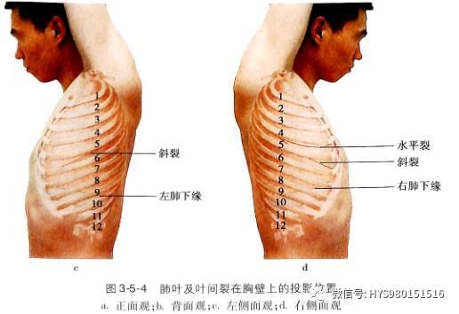 胸骨上窝( suprastemal fssa)为 胸骨柄上方的凹陷部,正常气管位于其
