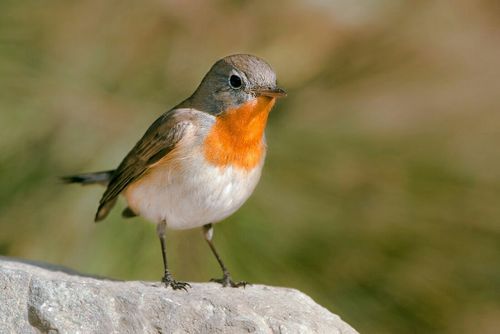 萌萌哒——红喉姬鹟