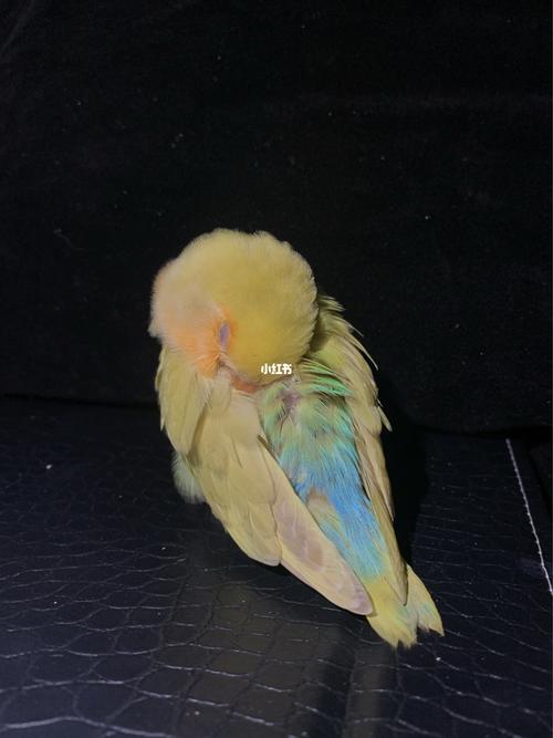 牡丹鹦鹉～花桃99～_鹦鹉_牡丹_手养牡丹鹦鹉_宠物