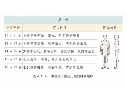 3.2青春期发育 课件3(生物济南版八年级上册)ppt