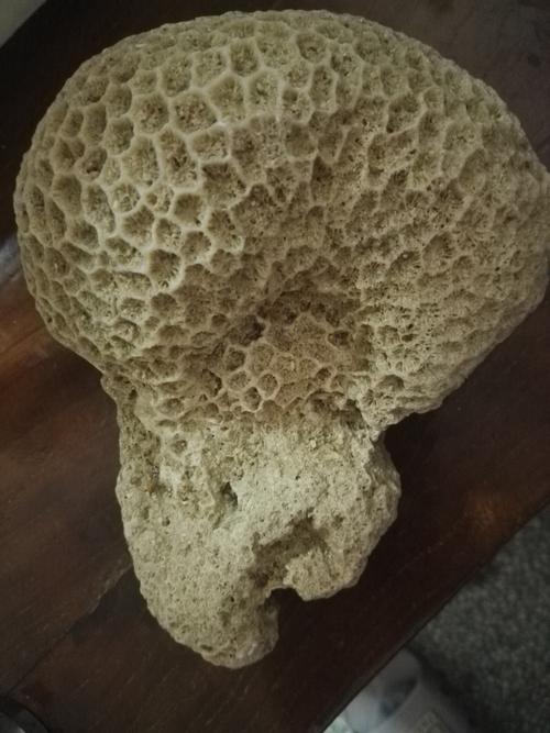 请问大家 这属于蜂巢化石吗 现在收藏价格大约多少