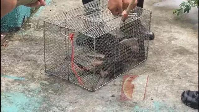 就在上个月 隔壁村的一家民宿内 还出现过一条2米长的眼镜蛇!