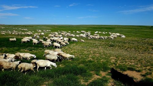 苏尼特右旗的介绍