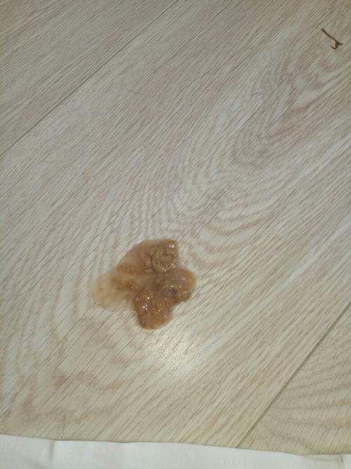 我家的狗得了细小3天了,现在呕吐物和排泄物是这样的了