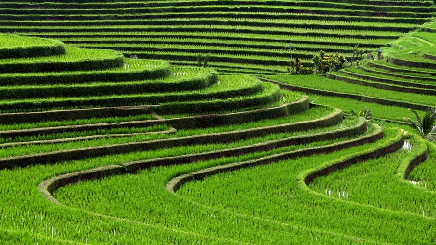 绿色梯田图片桌面壁纸(7/9)