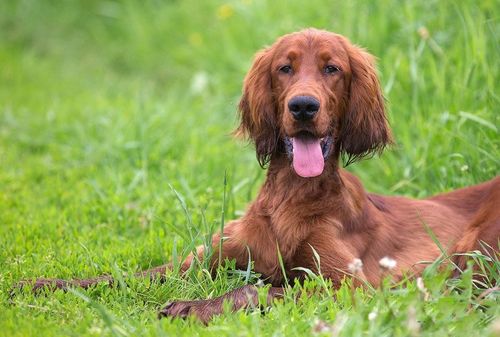 爱尔兰赛特犬的挑选技巧来了快快收藏起来吧