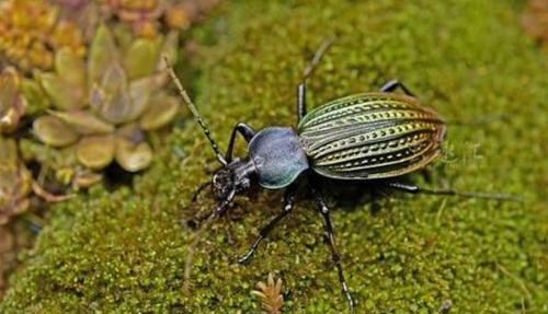 小心点你这一脚下去踩死的可能是国家级珍稀昆虫