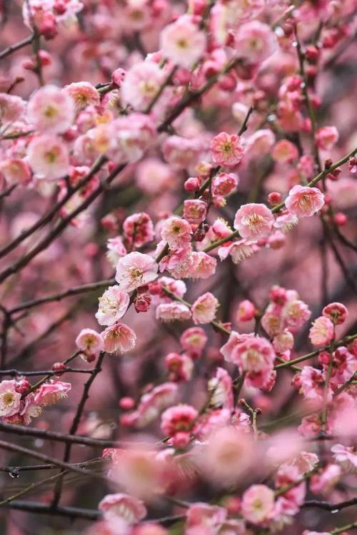 2022采石矶景区第五届梅花节开幕