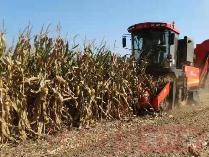 沈丘 机收玉米"一条龙" 秸秆还田变"绿肥"