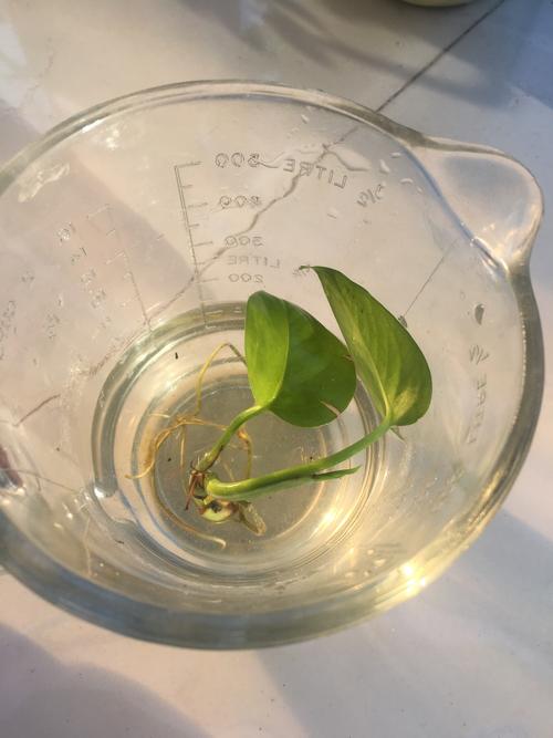 赵熙文 绿萝水培记录