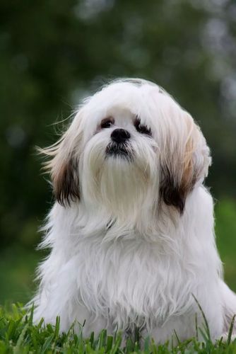 拉萨犬