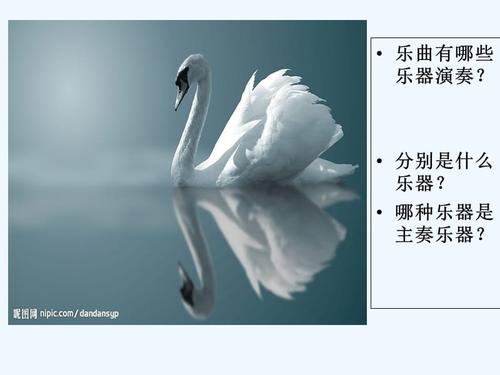 天鹅.ppt