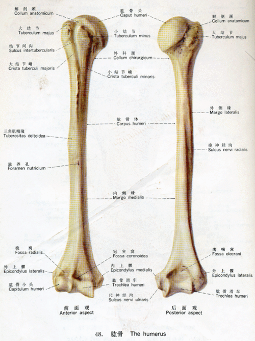 肱骨属于上肢骨,位于上臂,上连肩胛骨构成肩关节,下接尺骨桡骨构成肘