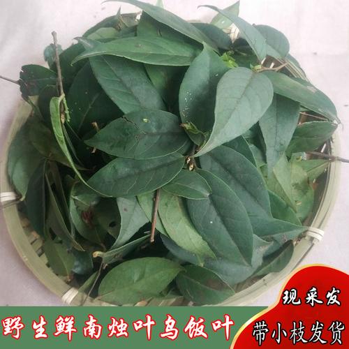 野生新鲜乌饭树叶子乌粽麻糍黑米饭染色取汁原料乌饭叶南烛叶500g