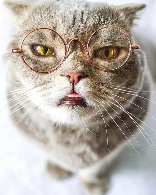 超火惊吓喵,每次被拍都瞪大眼,吐舌头!