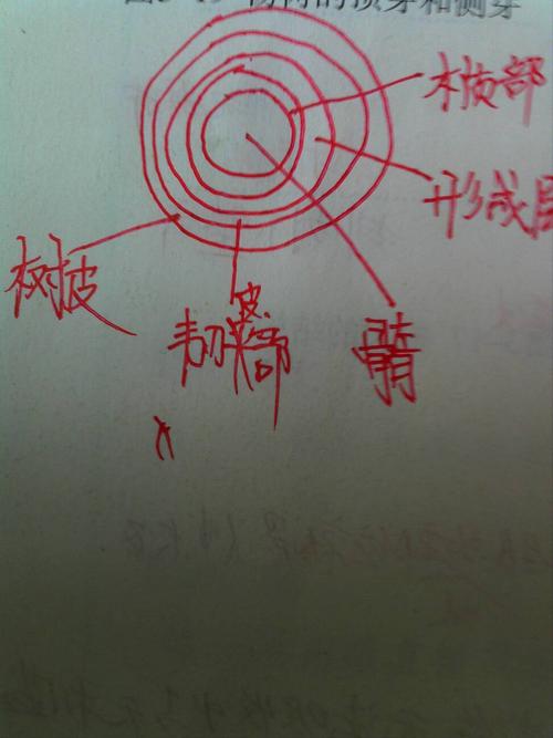 说能给我树木的横切面结构图,就是将树干的部分一层层