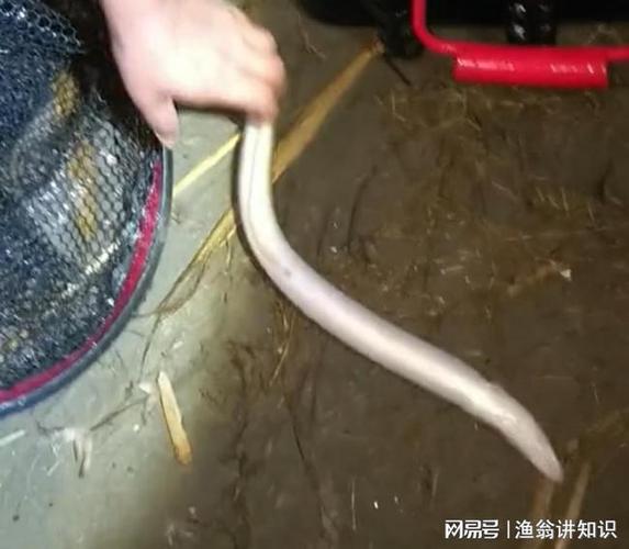 新套路江苏男子一夜钓起几十条白鳝网友一看就是养的