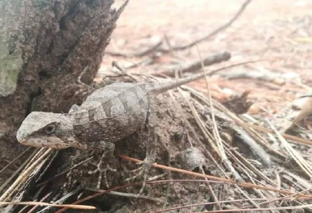 云南男子山中遇"怪物"全身褐色疑似蜥蜴