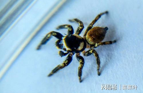 八只眼蜘蛛有点萌萌哒但是蜘蛛是一个可怜的近视眼