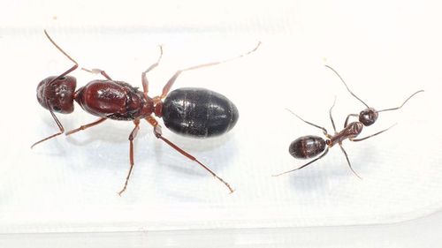 突厥弓背蚁camponotus turkestanicu 宠物蚂蚁活体