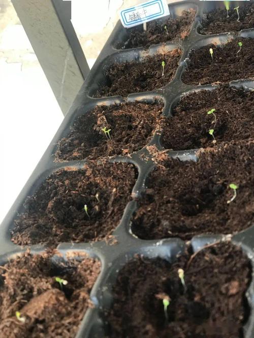 矮牵牛的种子你有见过吗播种虽简单但过程很麻烦