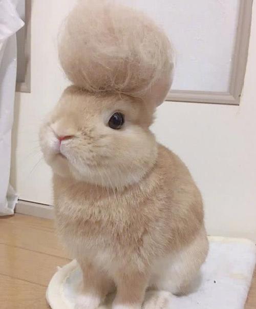 兔子到了换毛期,铲屎官便给做了个发型,这样子有点年代感