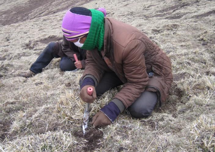  p>青海玉树冬虫夏草生长在平均海拔 4000米左右的高山或草地上,以