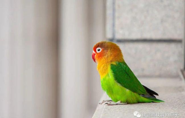 牡丹鹦鹉价格暴跌,棕头牡丹仅5元一只,养殖户:你来拿免费送