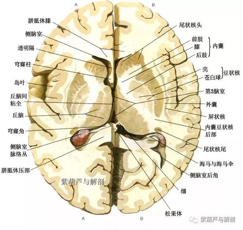 脑部正常解剖图,做神经康复的你怎能不看?