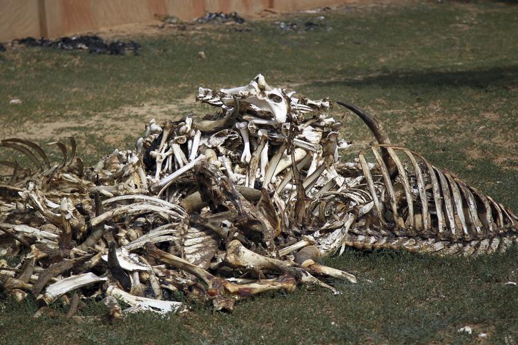 堆放在一起的动物尸骨.