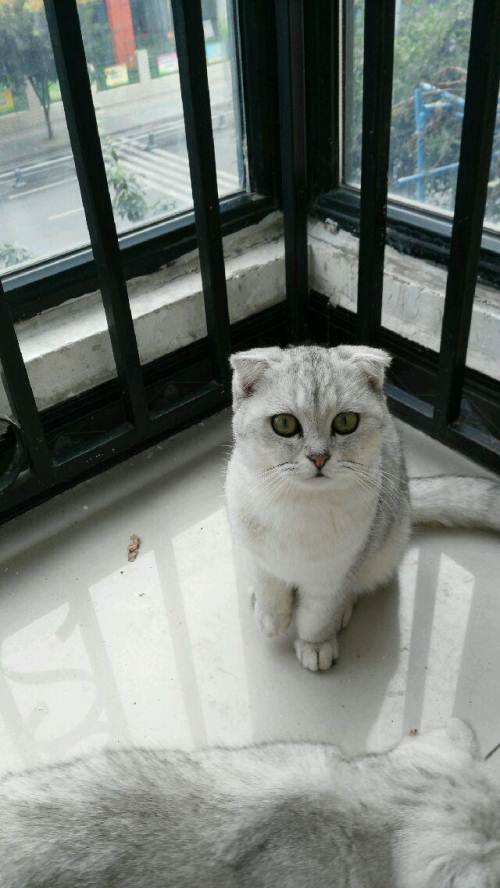 英短银渐层折耳猫