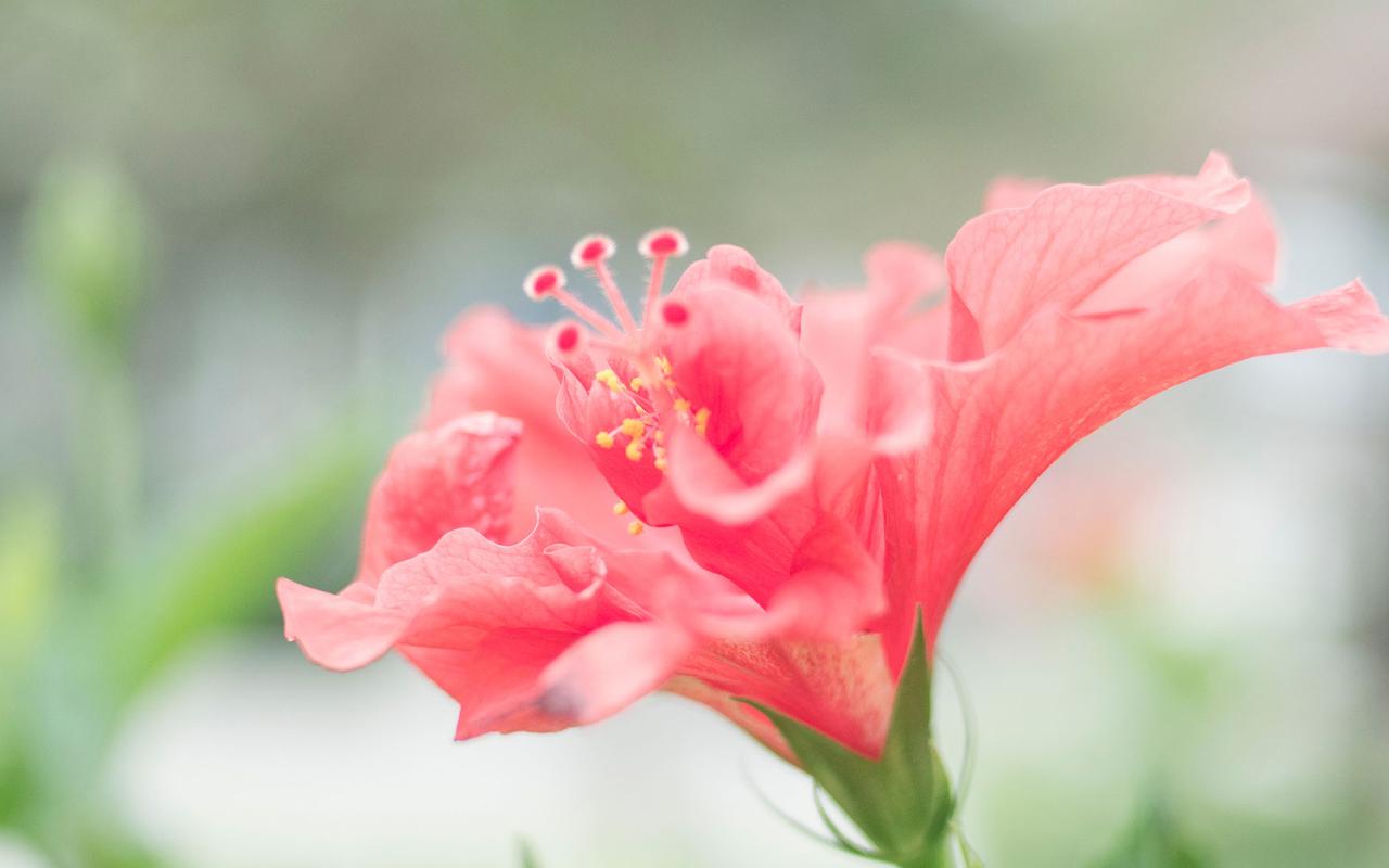 清新唯美花卉植物高清摄影壁纸