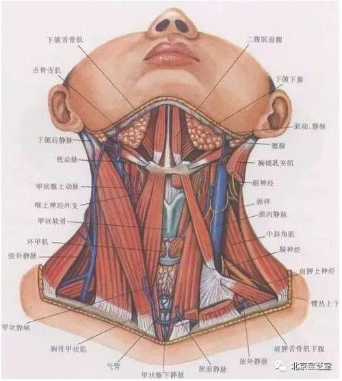 珍藏 养生医疗 > 正文   第1颈椎"寰椎",呈环状,肾形,无椎体和棘突,由