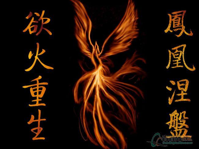凤凰涅盘浴火重生!