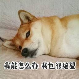 我能怎么办我也很绝望的表情包