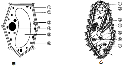 如图,甲为植物细胞模式图,乙为草履虫结构示意图,请据图作答
