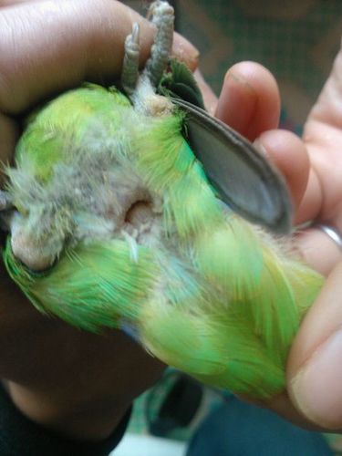 牡丹首先要确定是不是一对,牡丹分公母比较难,比较可靠的做法是摸pp