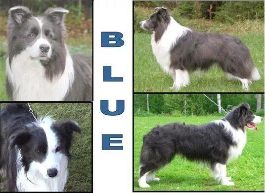 只要一张图,就能读懂边牧毛色遗传的奥秘.