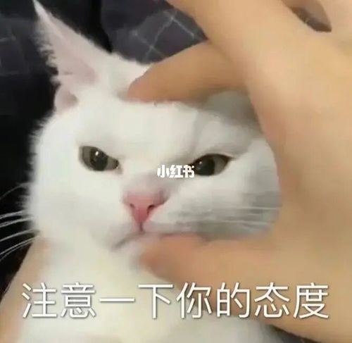 97搞笑表情包动物篇93741598_搞笑_表情包