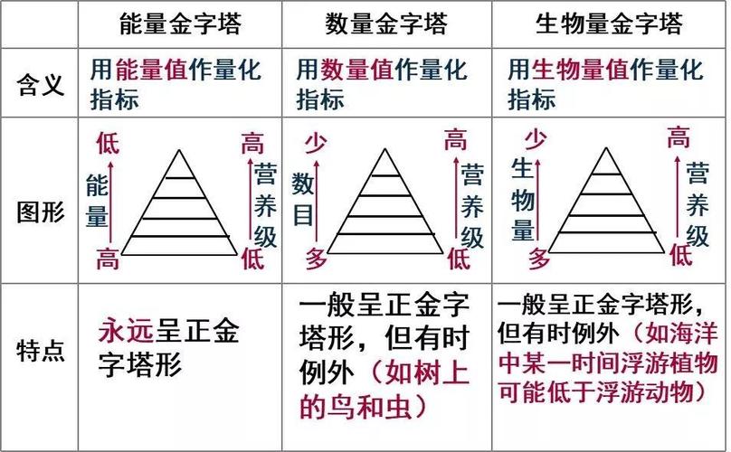 生态金字塔类型及其特点(3) 若为食物网,最高营养级最多增重除按1计算