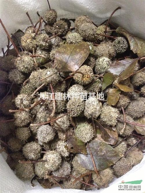 供应半枫荷种子 半枫荷种子图片 供应各种林木种子