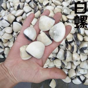 白螺