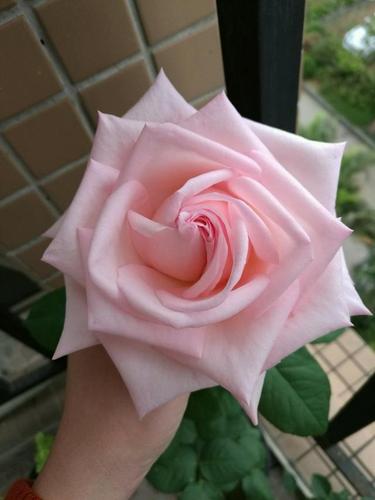 又美又香的切花玫瑰—"粉荔枝",是这个月季花品种,在家也能养