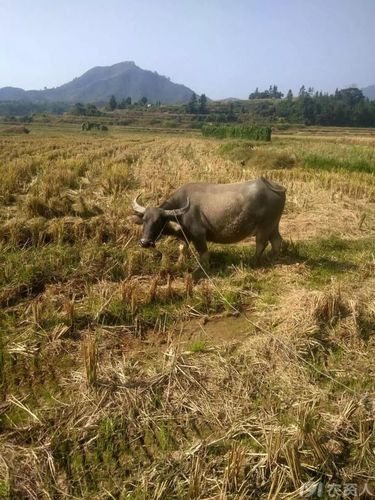 水牛,看到这个,是不是想起了放牛的孩子?